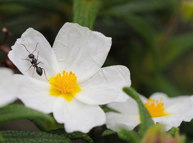mravenec na květu